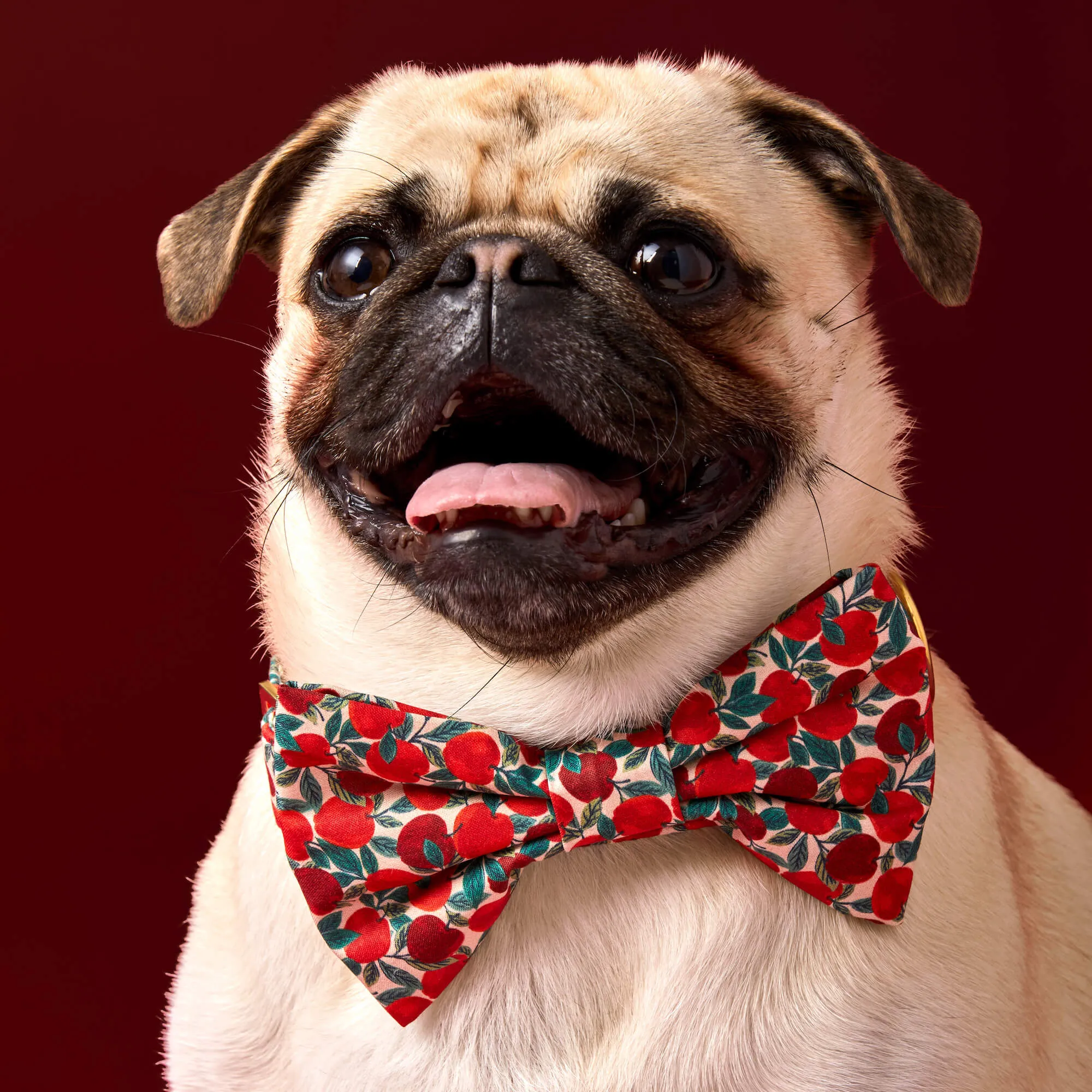 Apple of My Eye Dog Bow Tie
