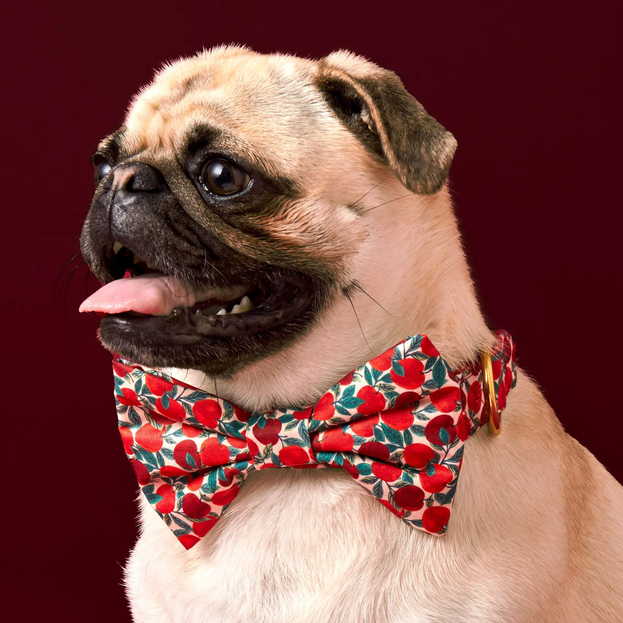Apple of My Eye Dog Bow Tie