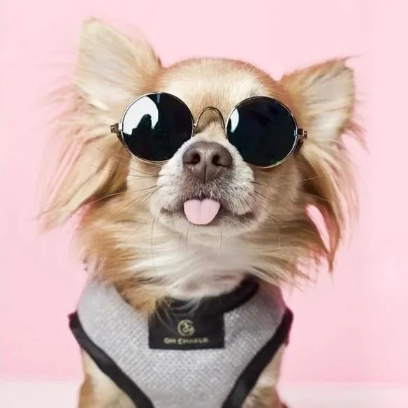 Elite Harnesses by Oh Charlie - Cafe Au Lait & Back